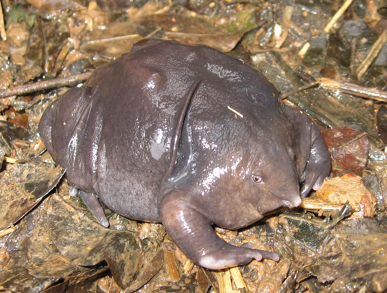 A photograph of a strange-looking frog